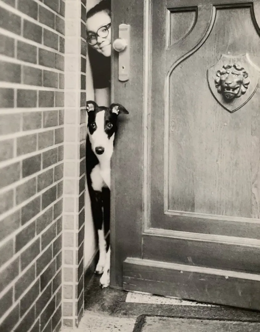 Greyhound Neues von Socks