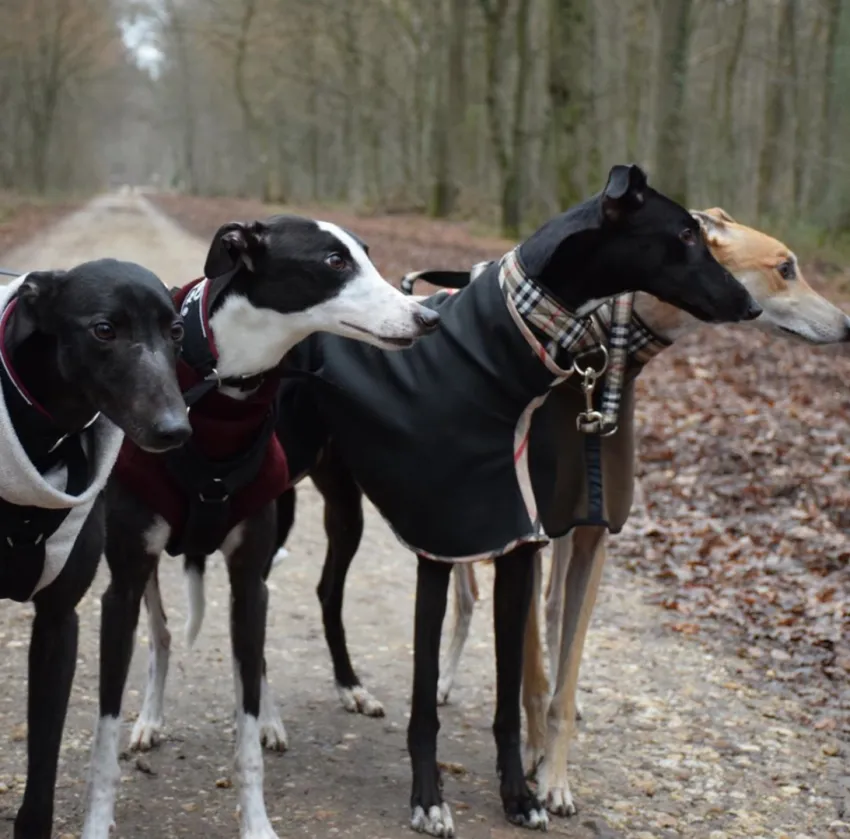 Greyhound Neues von Socks