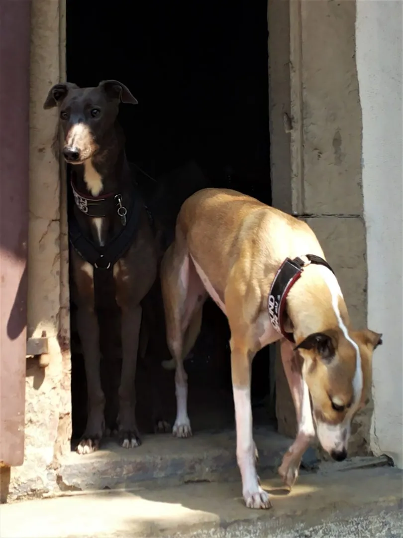 Greyhound Neues von Delta/Cleo und Len