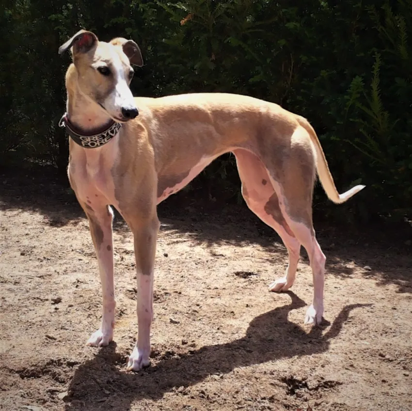 Greyhound Neues von Delta/Cleo und Len