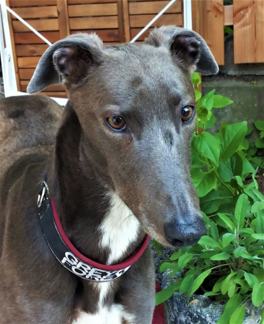 Greyhound Neues von Delta/Cleo und Len