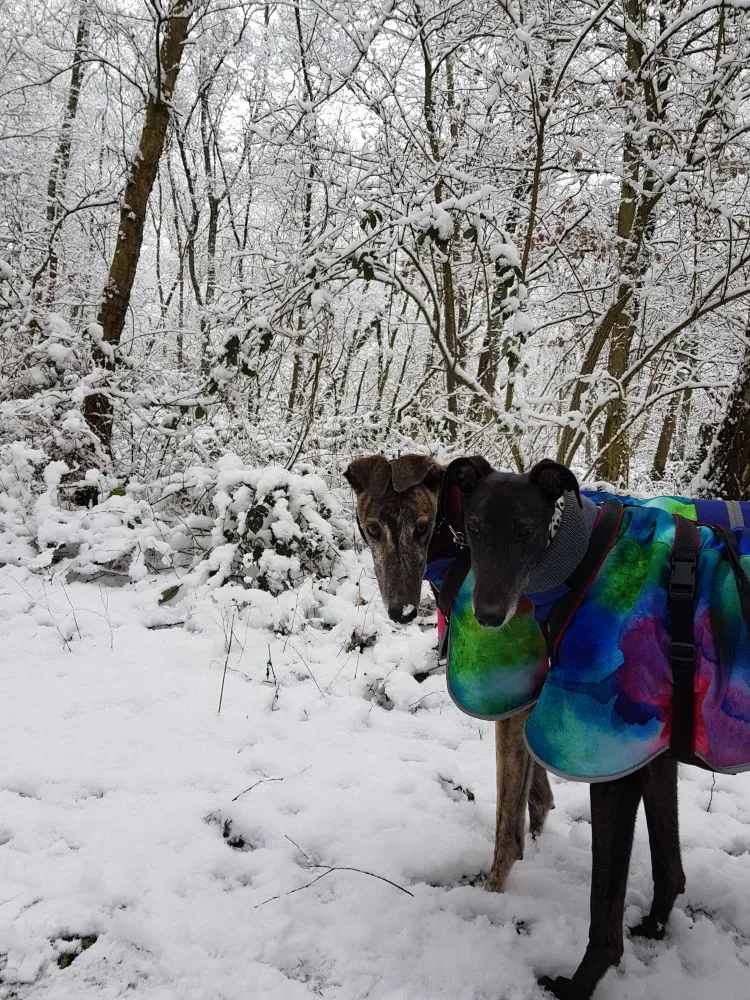 Greyhound Neues von Abby und Shadow