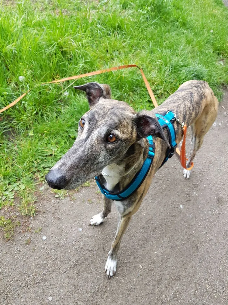 Greyhound Neues von Abby und Shadow