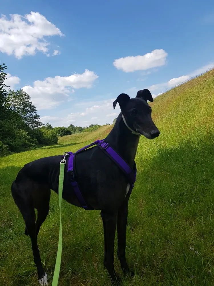 Greyhound Neues von Abby und Shadow