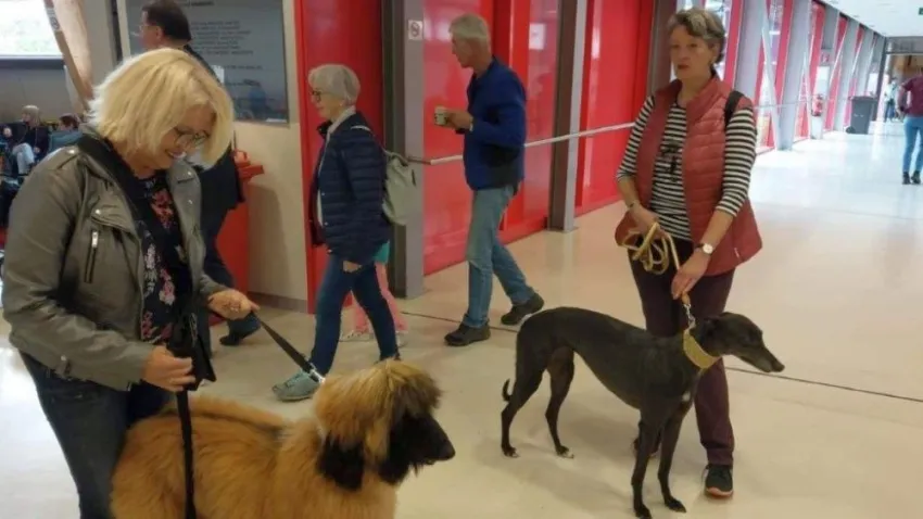Greyhound Neues von Lady