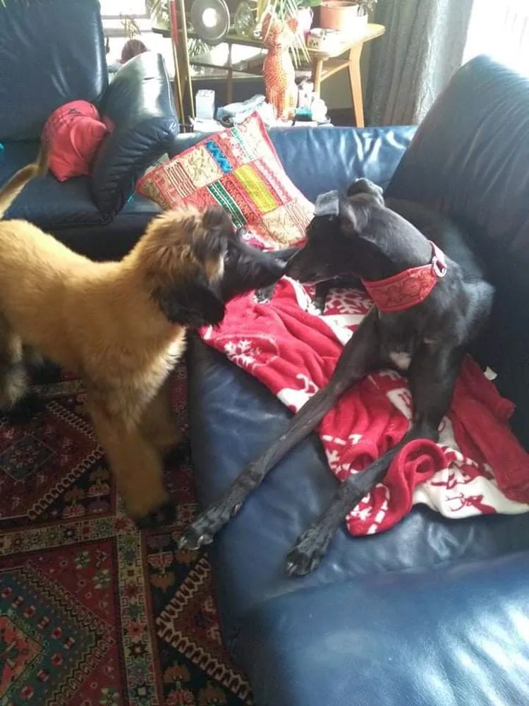 Greyhound Neues von Lady