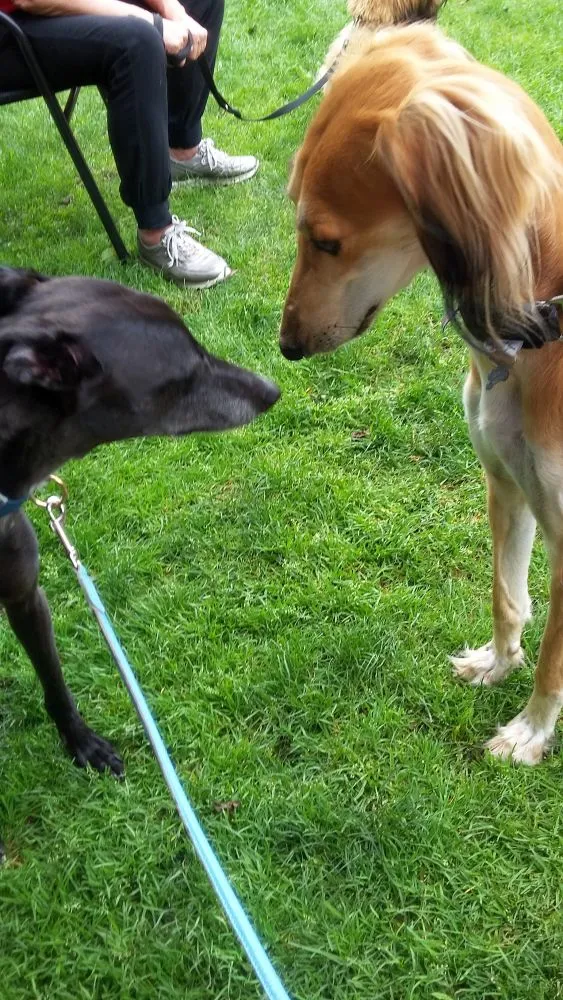 Greyhound Neues von Lady