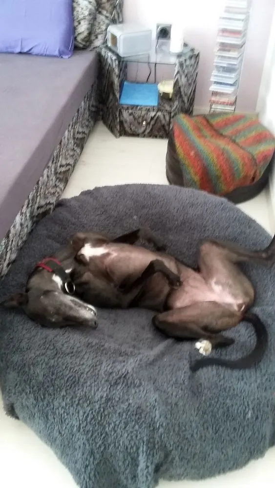 Greyhound Neues von Lady
