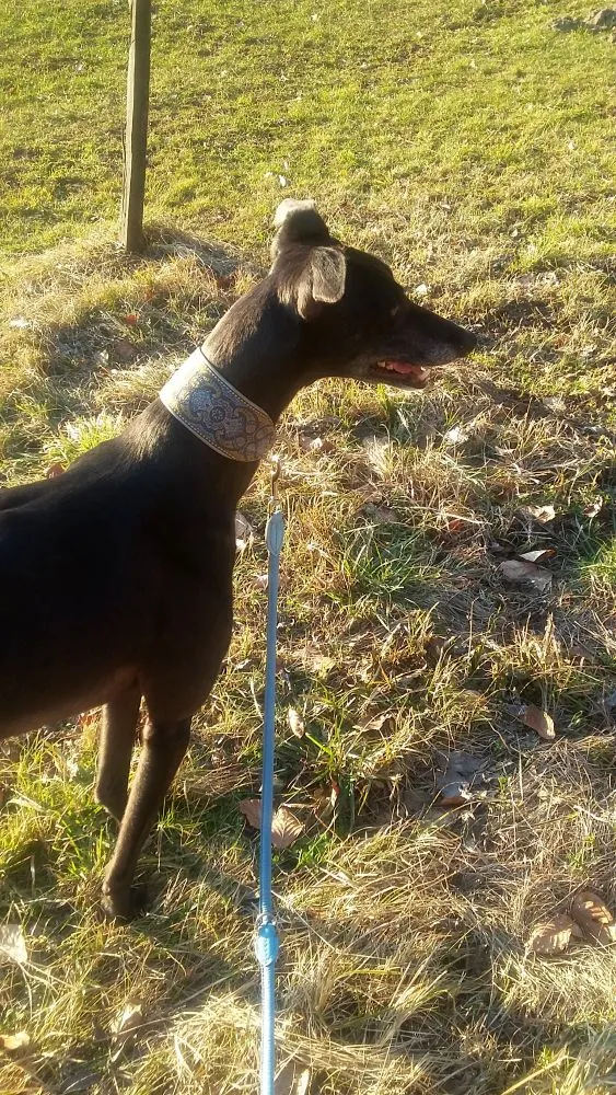 Greyhound Neues von Lady