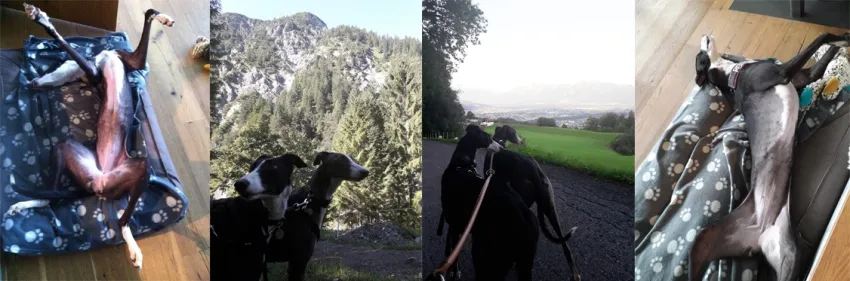 Greyhound Neues von Claudia und Myka