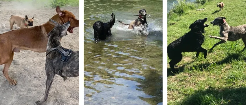 Greyhound Neues von Lucy