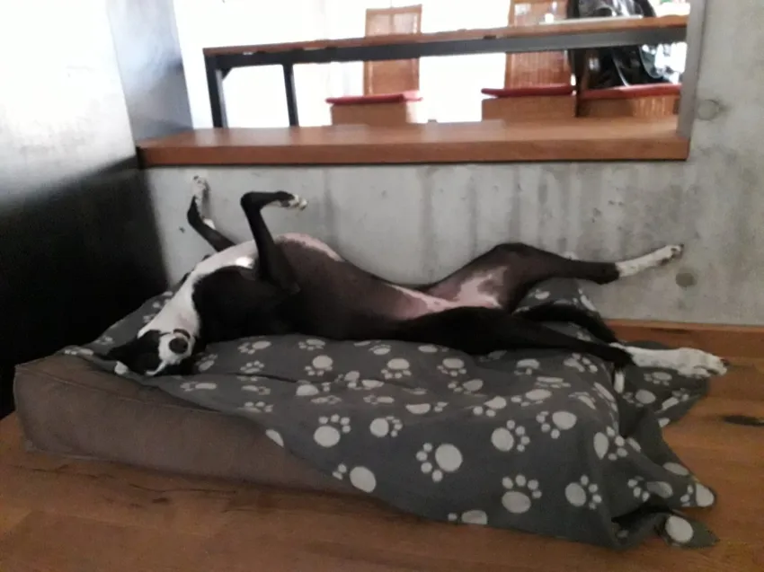 Greyhound Neues von Caramel und Eclaire