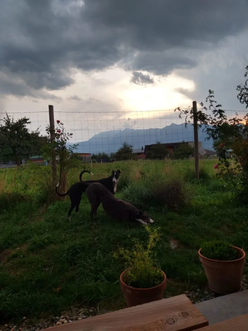 Greyhound Neues von Caramel und Eclaire