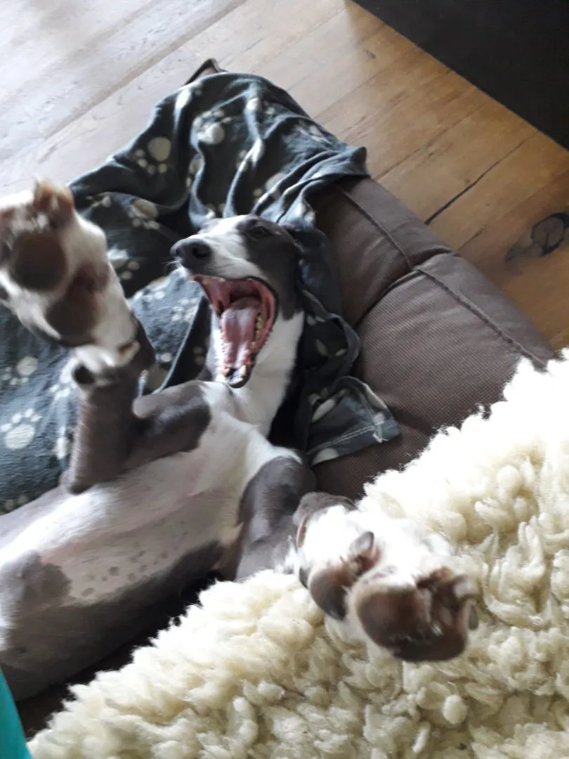 Greyhound Neues von Caramel und Eclaire