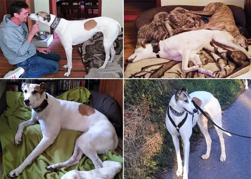 Greyhound Eabha