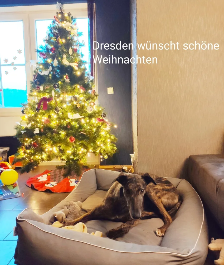 Greyhound Dresden