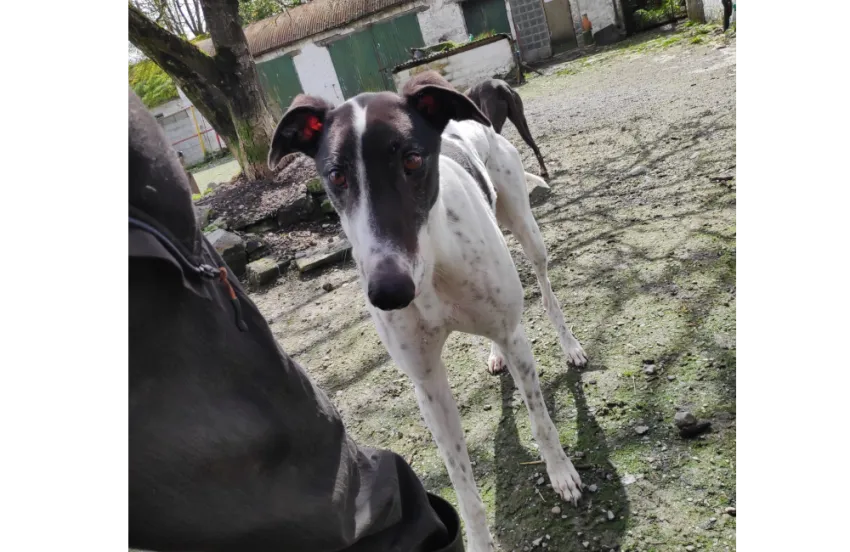 Greyhound Surgeon