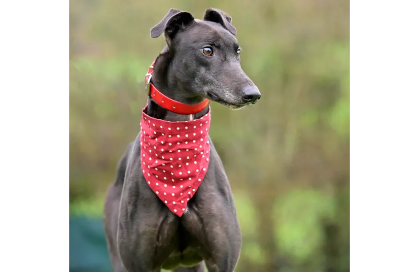Greyhound Jamie
