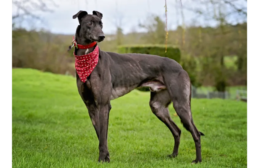 Greyhound Jamie
