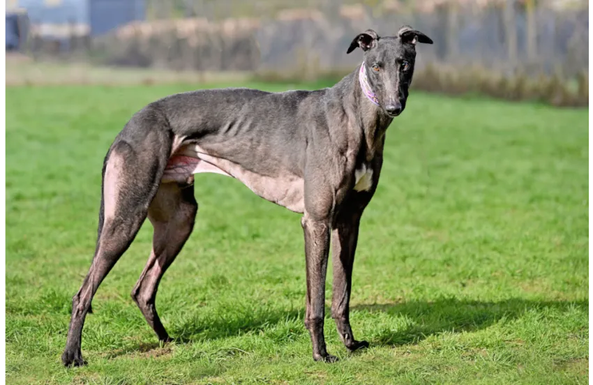 Greyhound Clyde