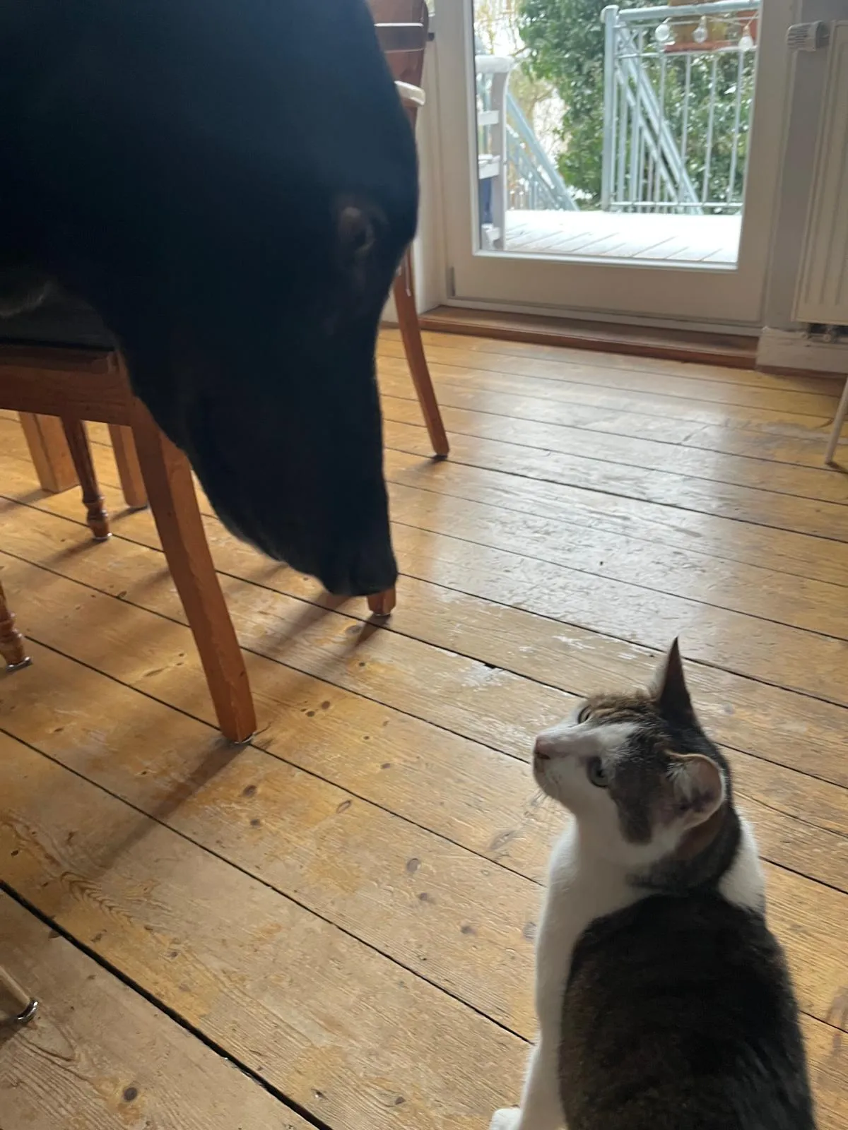 Leider keine Bildbeschreibung für fotos_billy (6).jpg vorhanden.