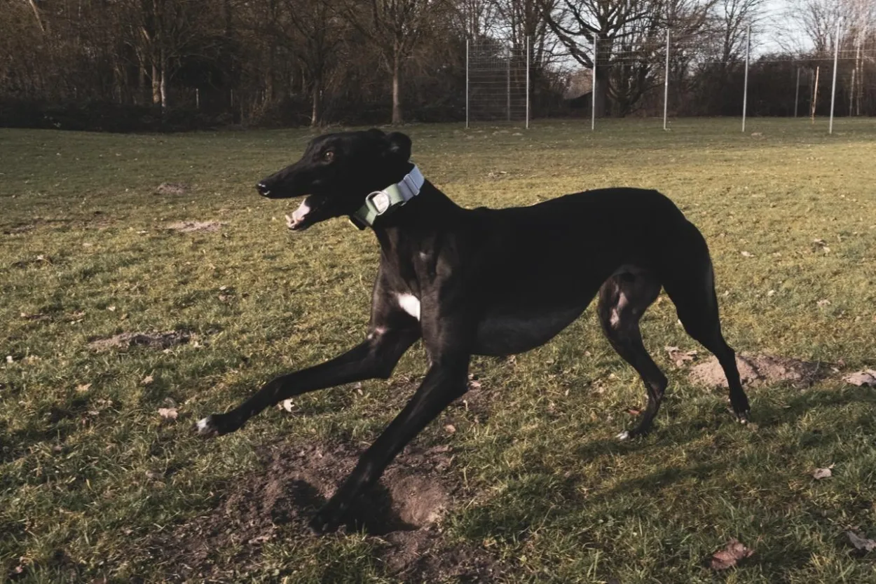 Leider keine Bildbeschreibung für fotos_billy (2).jpeg vorhanden.