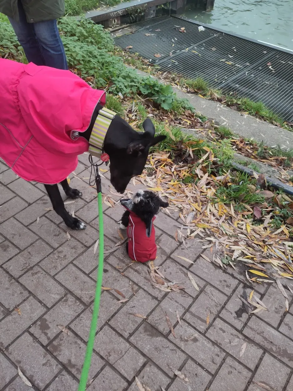 Leider keine Bildbeschreibung für fotos_billy (3).jpg vorhanden.