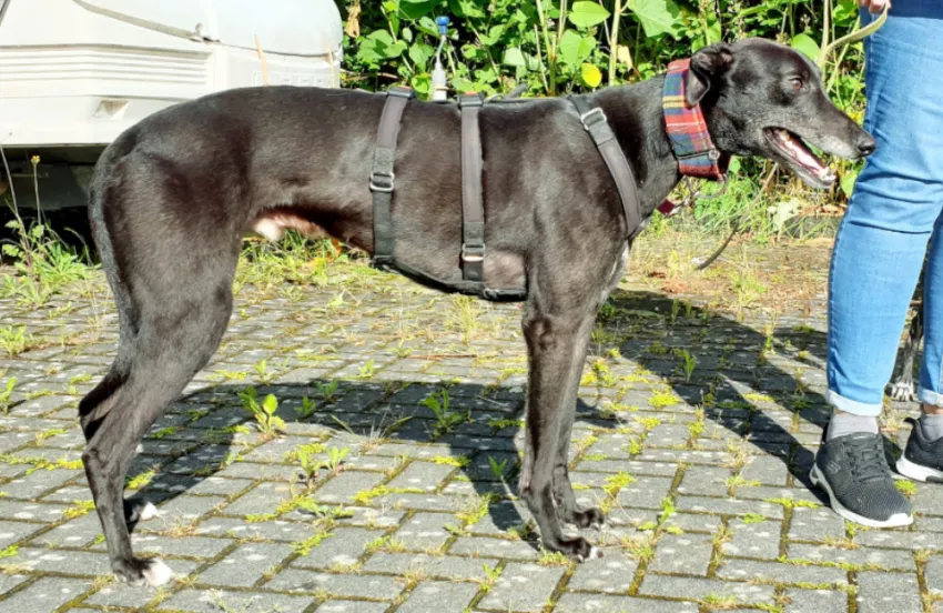 Greyhound Ezekiel