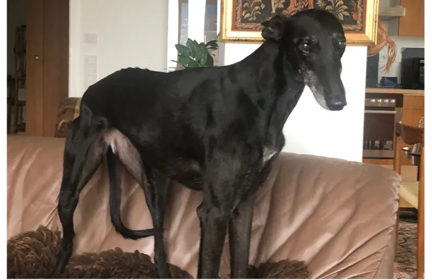 Greyhound Betty