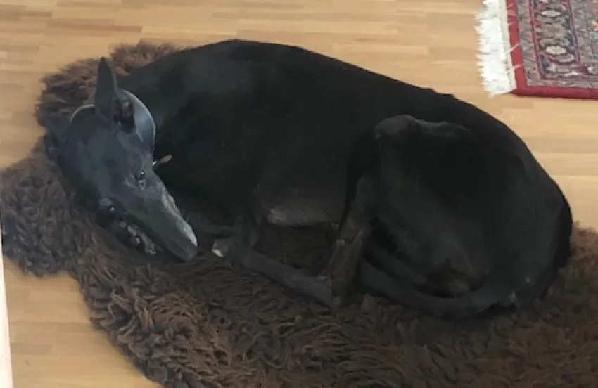 Greyhound Betty
