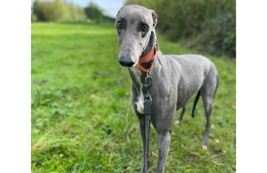 Greyhound Jana