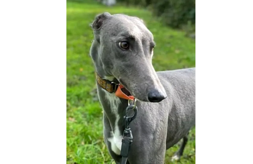 Greyhound Jana