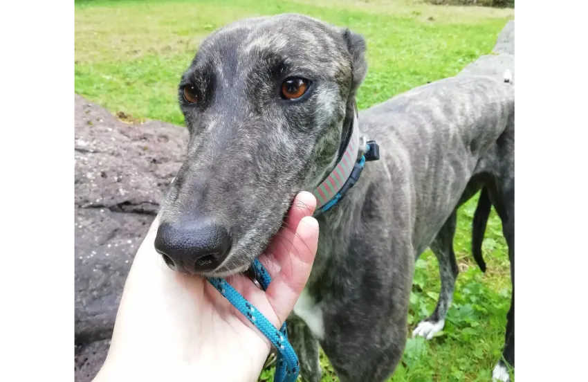 Greyhound Calissa/Moira