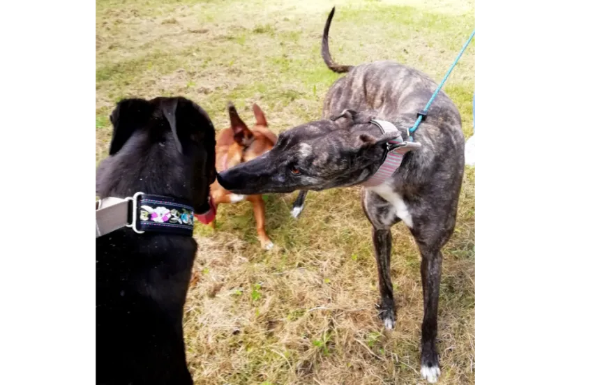 Greyhound Calissa/Moira