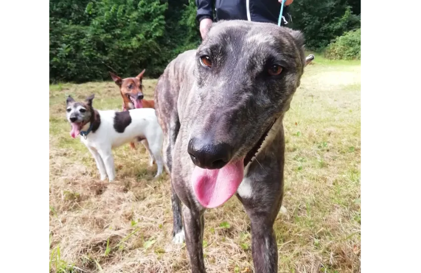 Greyhound Calissa/Moira