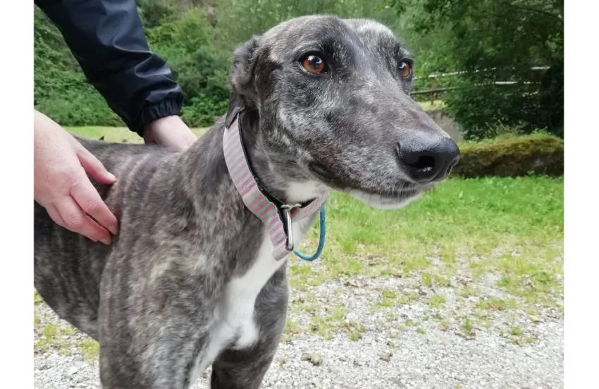 Greyhound Calissa/Moira