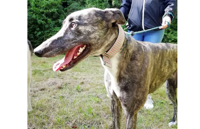 Greyhound Calissa/Moira