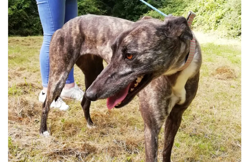 Greyhound Calissa/Moira