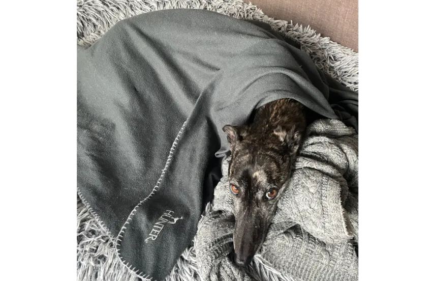 Greyhound Calissa/Moira