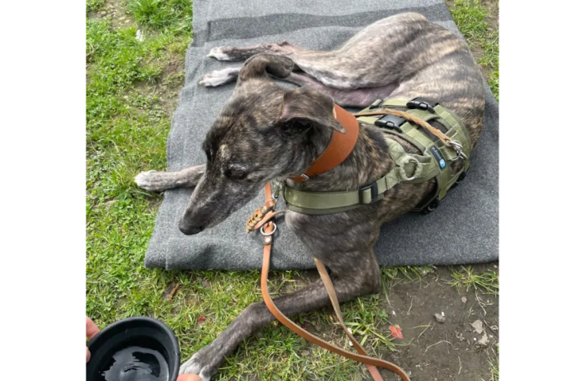 Greyhound Calissa/Moira