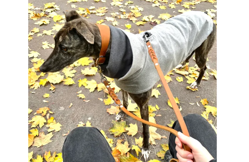 Greyhound Calissa/Moira