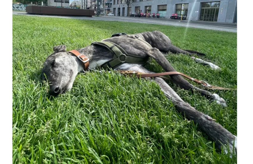 Greyhound Calissa/Moira