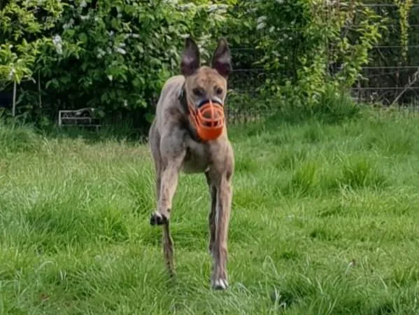 Leider keine Bildbeschreibung für 2022-06-luca01.jpeg vorhanden.
