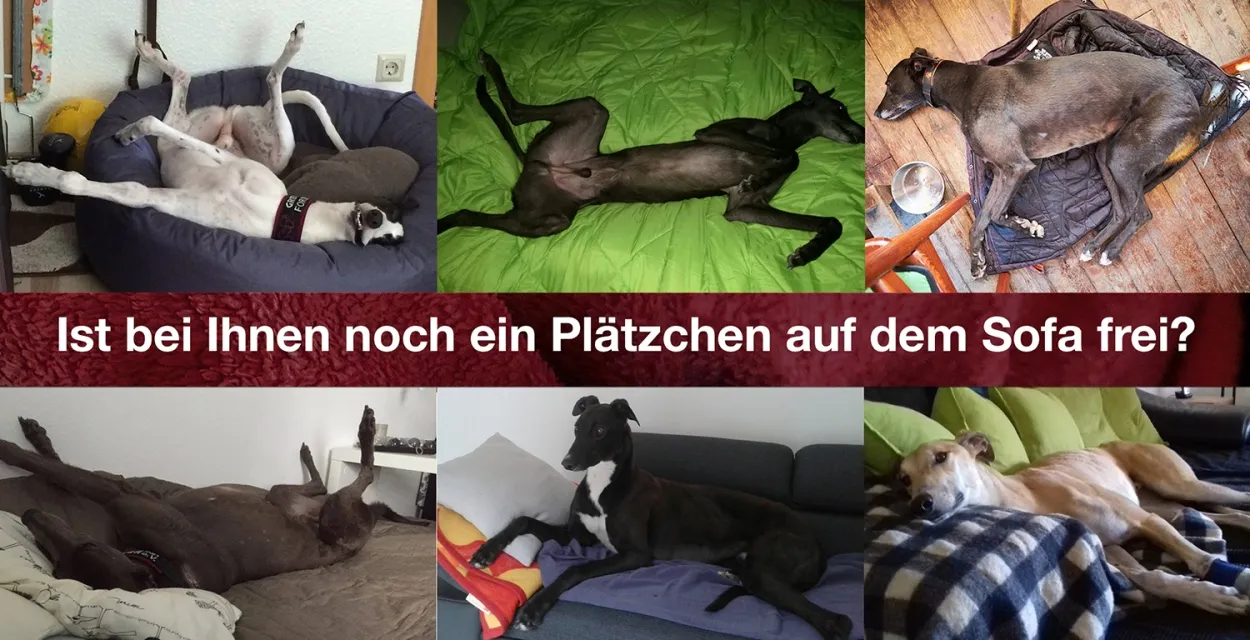 Leider keine Bildbeschreibung für sofa.jpg vorhanden.