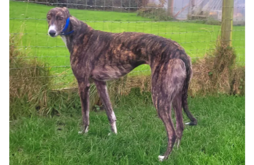 Greyhound Hugo