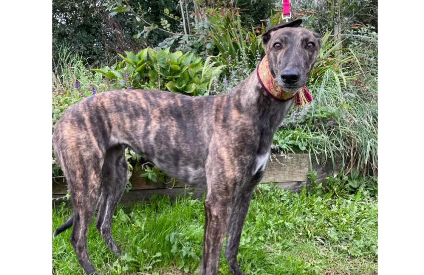 Greyhound Molly