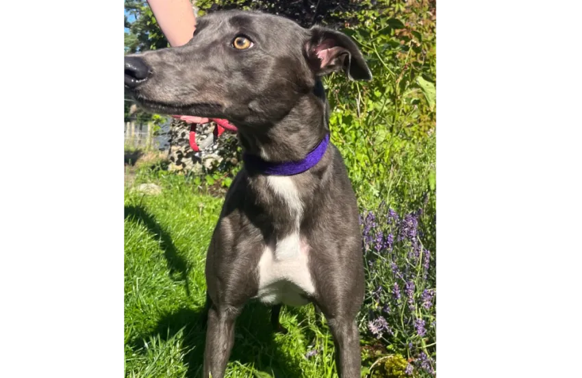 Greyhound Ruby