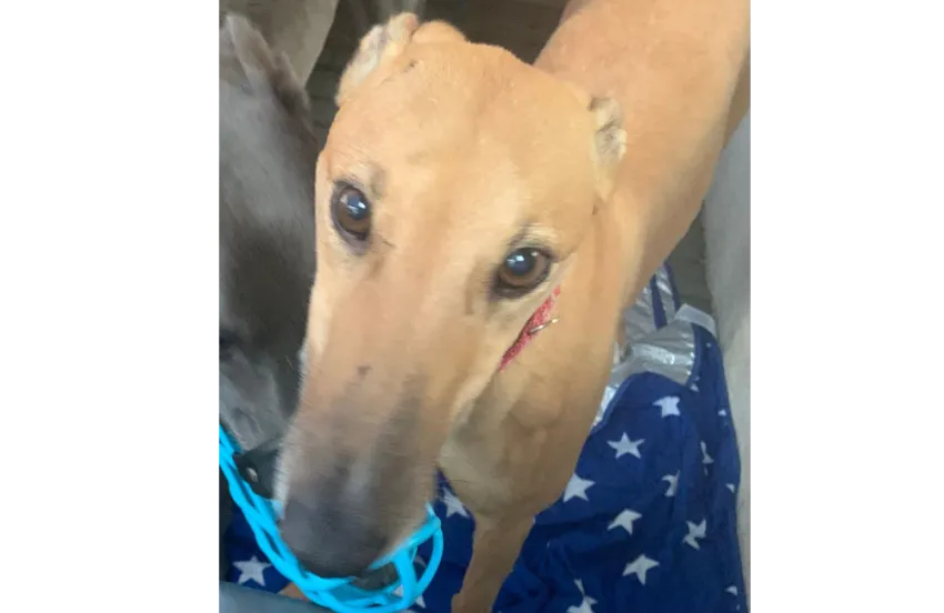 Greyhound Cammy