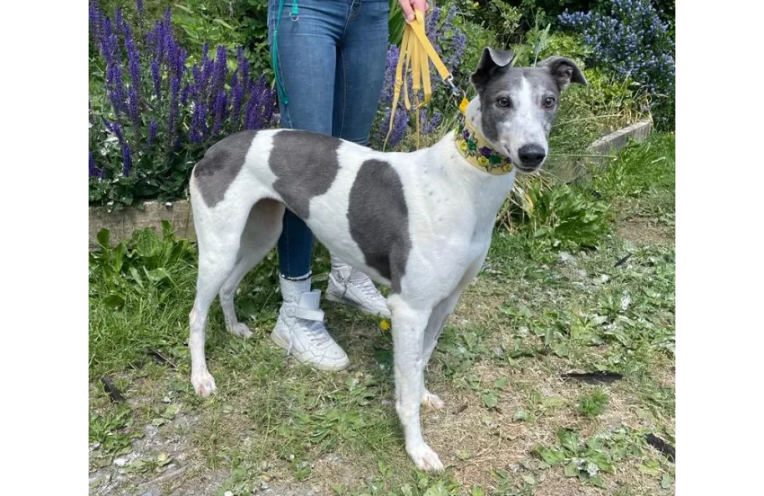 Greyhound Jodie