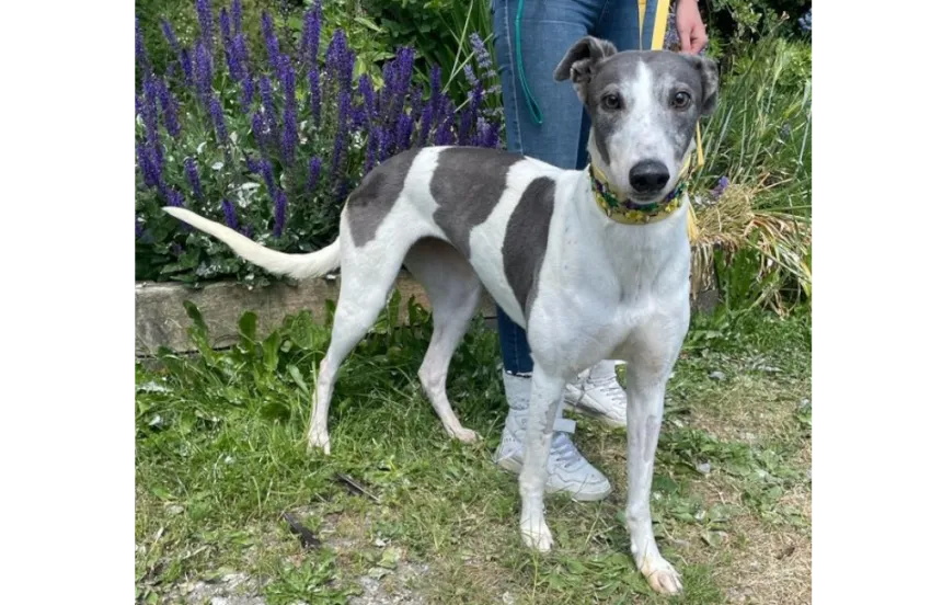 Greyhound Jodie